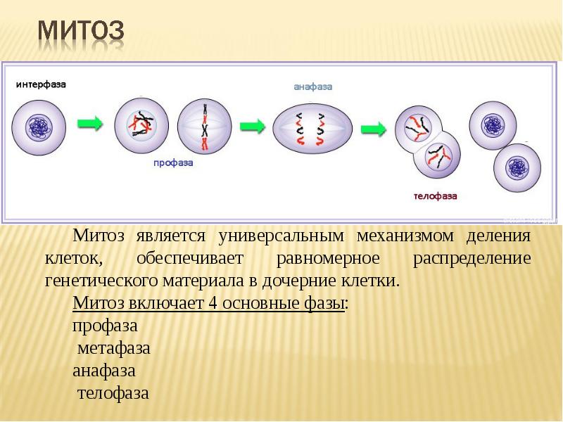 В соматических клетках после митоза. Основной клеточный механизм - митоз. Деление клетки митоз профаза. Митоз и мейоз стадии деления. Митоз интерфаза профаза.