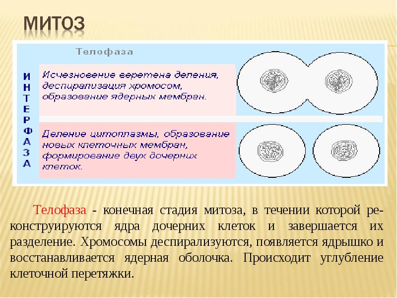 Образование дочерних ядер