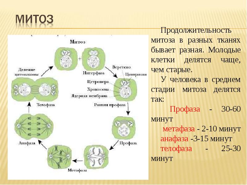 Деление клетки 10 класс биология презентация