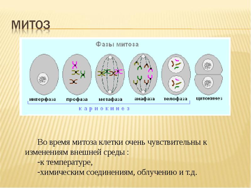 Этапы деления клетки 6. Митоз 5 класс биология. Размножение клеток митоз схема. Деление эукариотической клетки митоз. Фазы митоза схема.