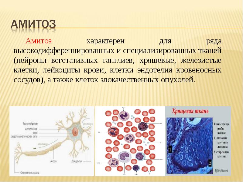 Какие клетки у 7