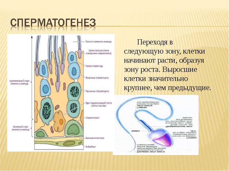 Клеточная зона. Клетки сперматогенеза. Сперматогенез круглые клетки. Размеры клеток сперматогенеза. Клетки сперматогенеза в спермограмме.