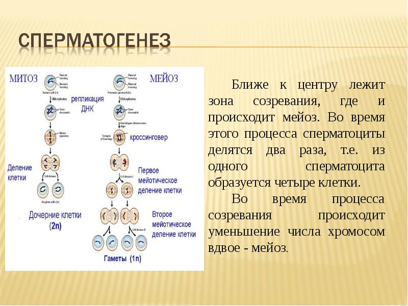 Клетки зоны делятся. Митоз мейоз и гаметогенез кратко. Сперматогенез стадии мейоза. Митоз , мейоз , овогенез , сперматогенез. Редукционное деление сперматогенез.