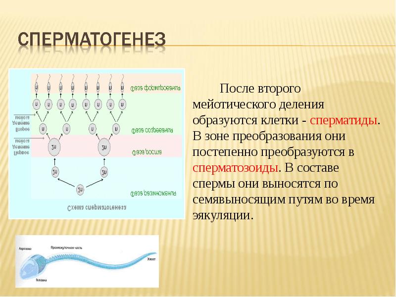 В результате какого деления образуются