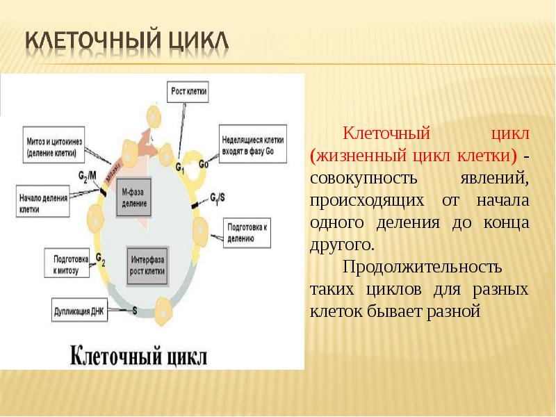 Цикл клеточного деления