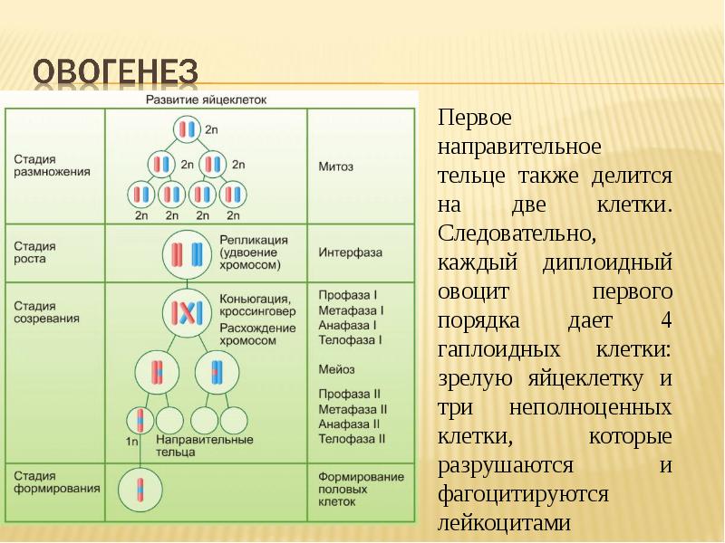 На диаграмме представлены два типа гамет человека х и y