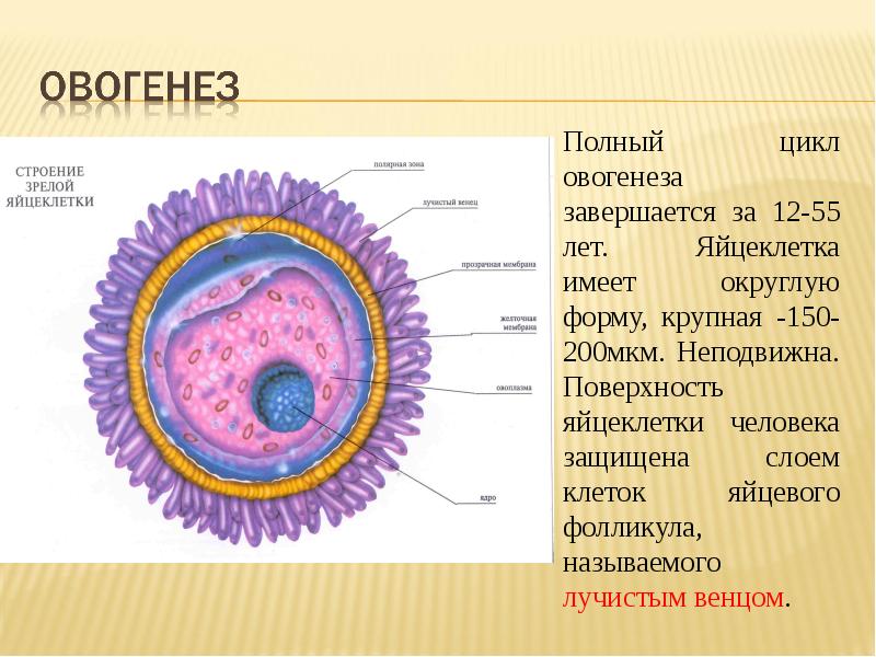 Яйцеклетка соматическая клетка. Строение зрелой клетки.