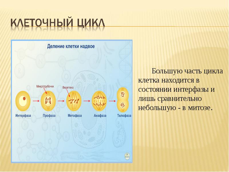 Презентация по теме деление клетки митоз 10 класс