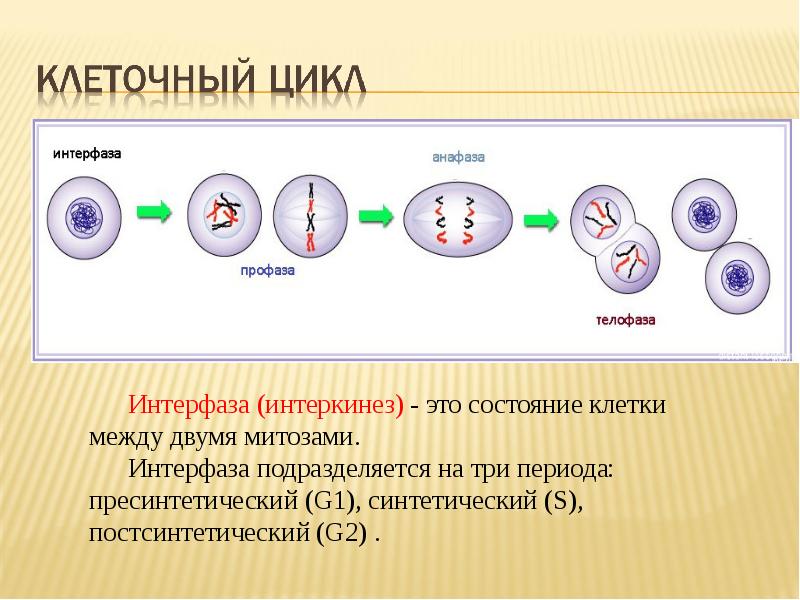 Клеточный цикл это интерфаза