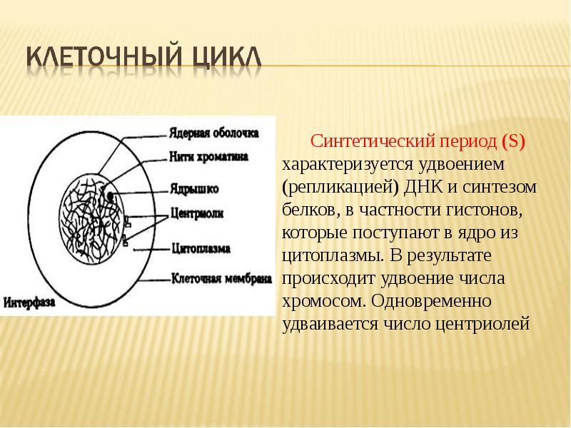 Что происходит в интерфазе. Цитоплазма в интерфазе. Интерфаза клетки. Ядро в период интерфазы.