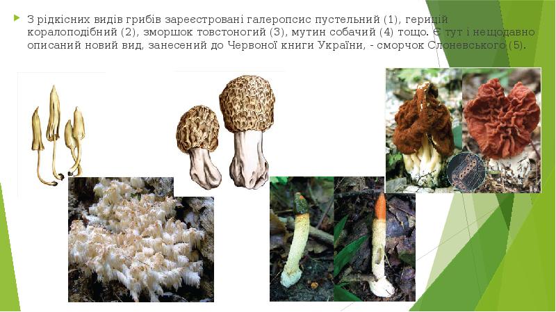 З рідкісних видів грибів зареєстровані галеропсис пустельний (1), герицій коралоподібний (2),