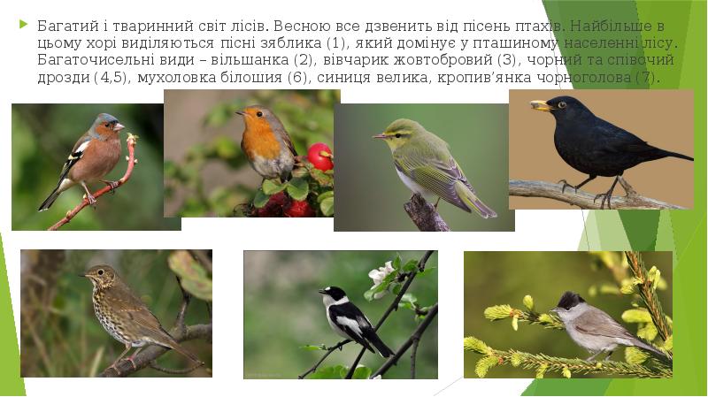 Багатий і тваринний світ лісів. Весною все дзвенить від пісень птахів.
