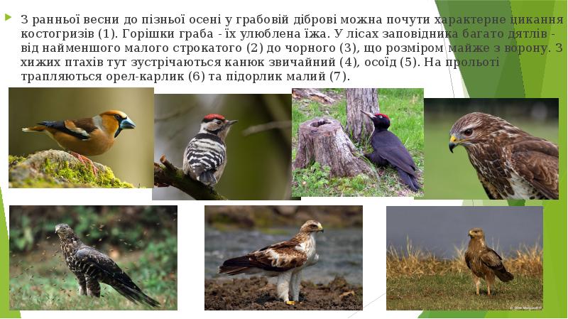 З ранньої весни до пізньої осені у грабовій діброві можна почути