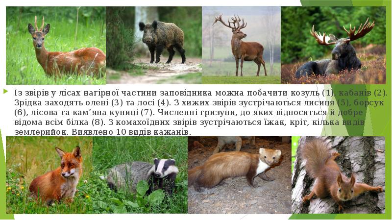 Із звірів у лісах нагірної частини заповідника можна побачити козуль (1),