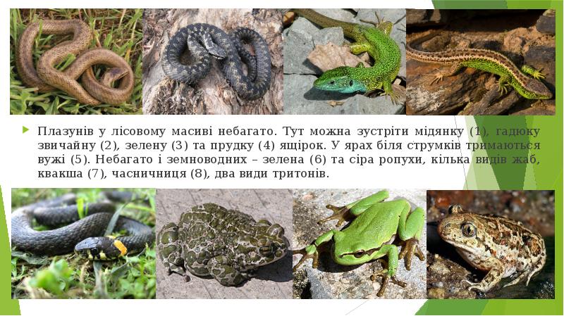 Плазунів у лісовому масиві небагато. Тут можна зустріти мідянку (1), гадюку