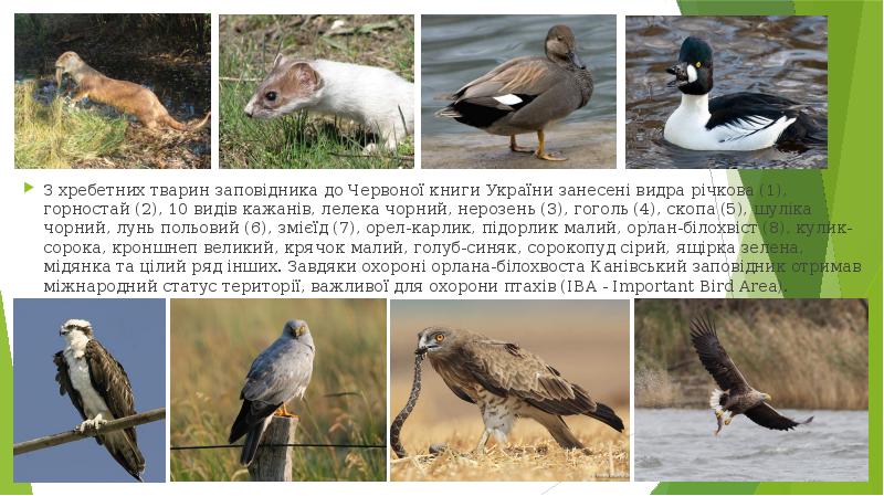 З хребетних тварин заповідника до Червоної книги України занесені видра річкова