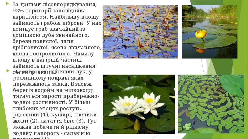 За даними лісовпорядкування, 92% території заповідника вкриті лісом. Найбільшу площу займають