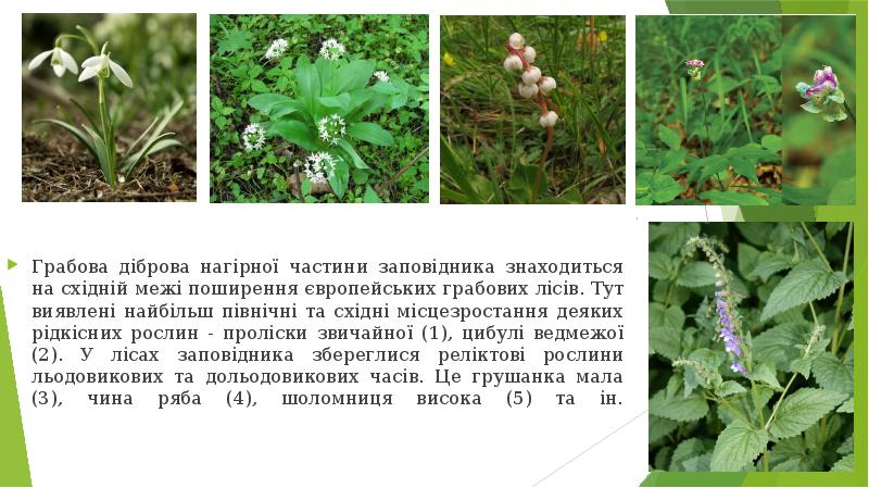 Грабова діброва нагірної частини заповідника знаходиться на східній межі поширення європейських