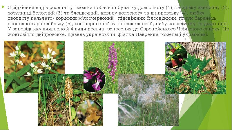 З рідкісних видів рослин тут можна побачити булатку довголисту (1), гніздівку