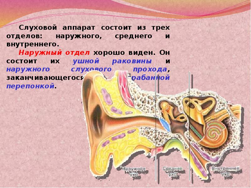 Окр мир 1 класс почему звенит звонок презентация