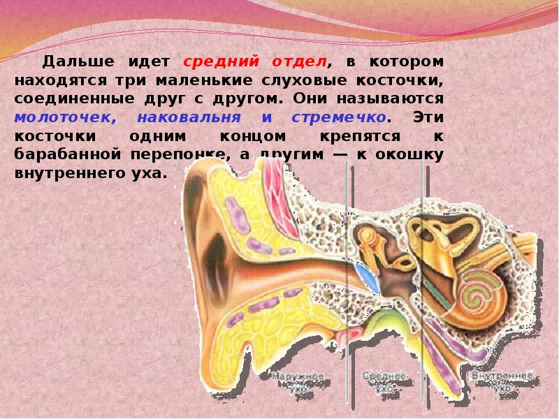 Слуховые косточки расположены в каком ухе