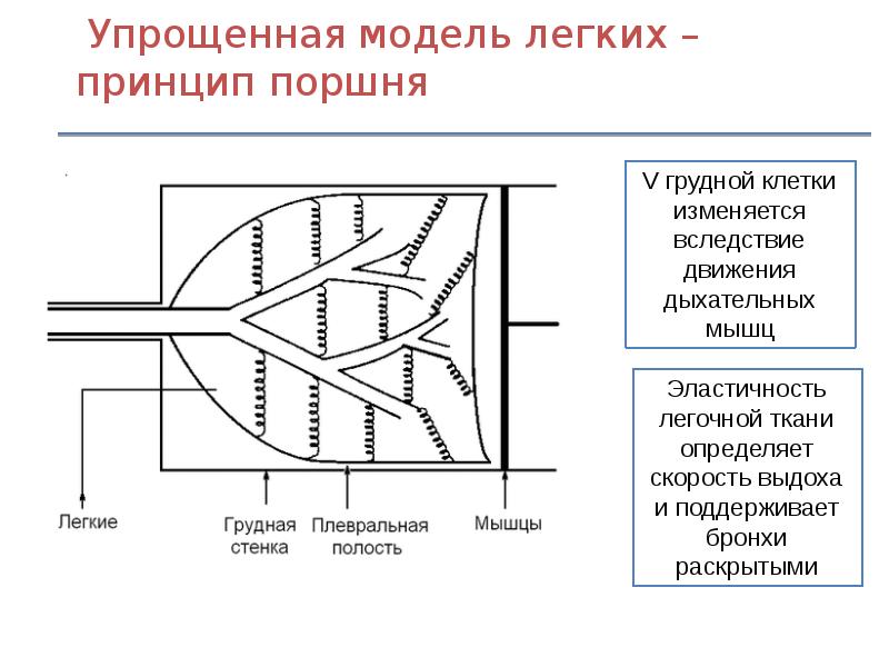 Мод легких. Моделирование лёгкого. Эластичность легочной ткани. Лёгкие принцип работы. Трехкомпонентная механическая модель мышцы.