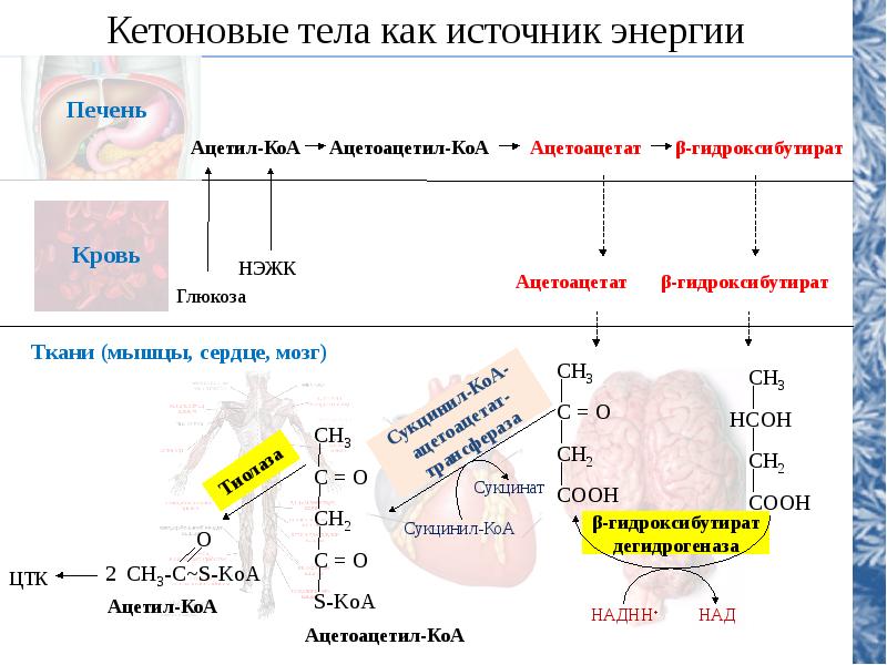 Кетоновые тела презентация