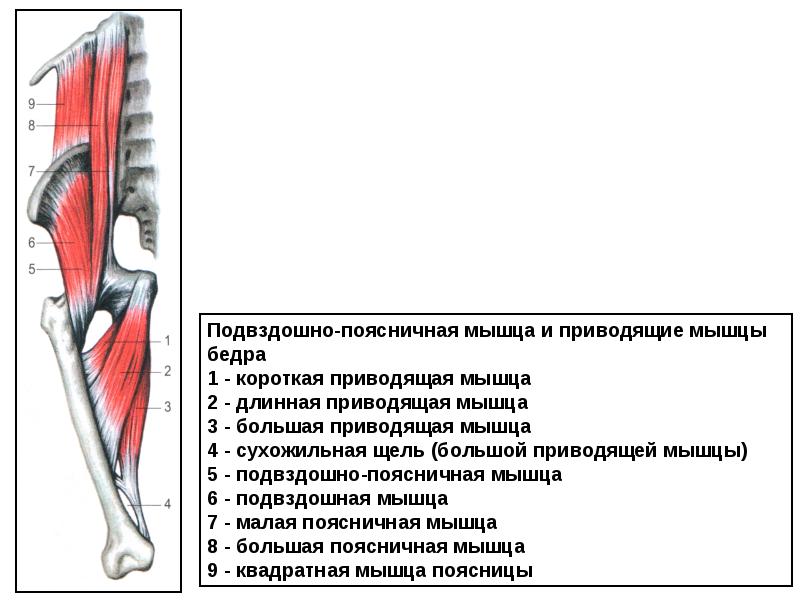 Квадратная мышца бедра. Подвздошная-поясничная и приводящие мышцы бедра. Реабилитация подвздошно-поясничной мышцы. Мышцы таза внутренняя группа малая поясничная. Синергисты подвздошно-поясничной мышцы.