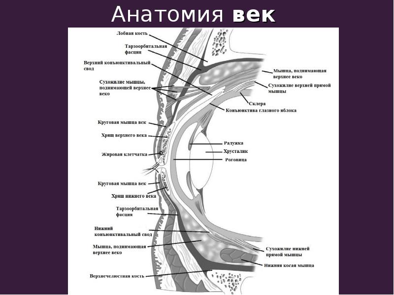 Стр века. Верхнего века строение анатомия. Тарзальная пластинка века. Тарзальная пластинка верхнего века. Строение века офтальмология.