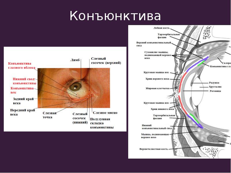 Век офтальмология. Строение глаза конъюнктива склера. Вспомогательный аппарат глаза конъюнктива. Строение глаза мешок глаза конъюнктивальный. Мешочек конъюнктива конъюнктивальный.