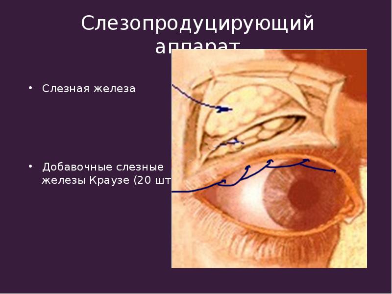 Секрет слезной железы. Слезопродуцирующий аппарат глаза. Добавочные слезные железы Вольфринга. Вспомогательный аппарат глаза.