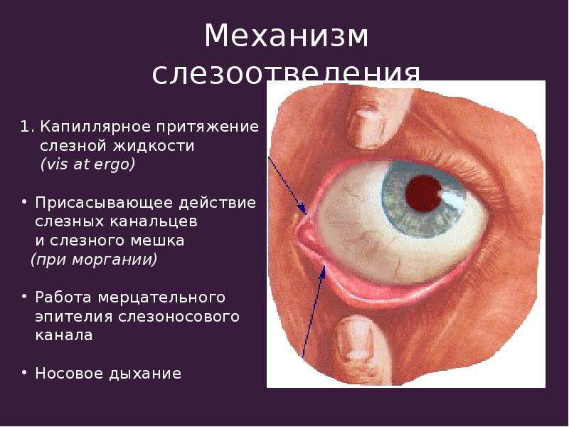 Нижний мешок глаза. Строение глаза человека конъюнктивальный мешок. Путь оттока слезной жидкости слезная железа. Нижний конъюнктивальный мешок глаза. Механизм слезоотведения.
