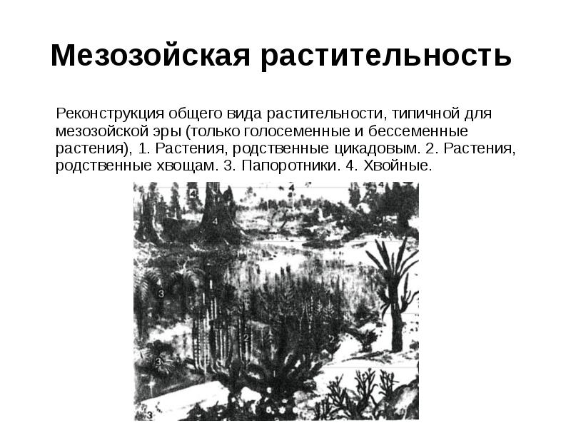 Приведите примеры типичных растений для представленных на рисунке типов растительного покрова