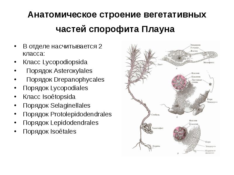 Цикл развития плауна схема с описанием