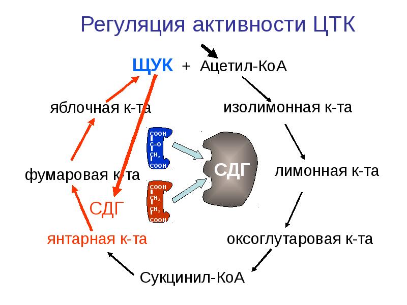 Регуляция обменов. Регуляция обмена веществ схема. Регуляция содержания питательных веществ в организме.. Регуляция активности цикла лимонной кислоты. Регуляция активности каталазы.