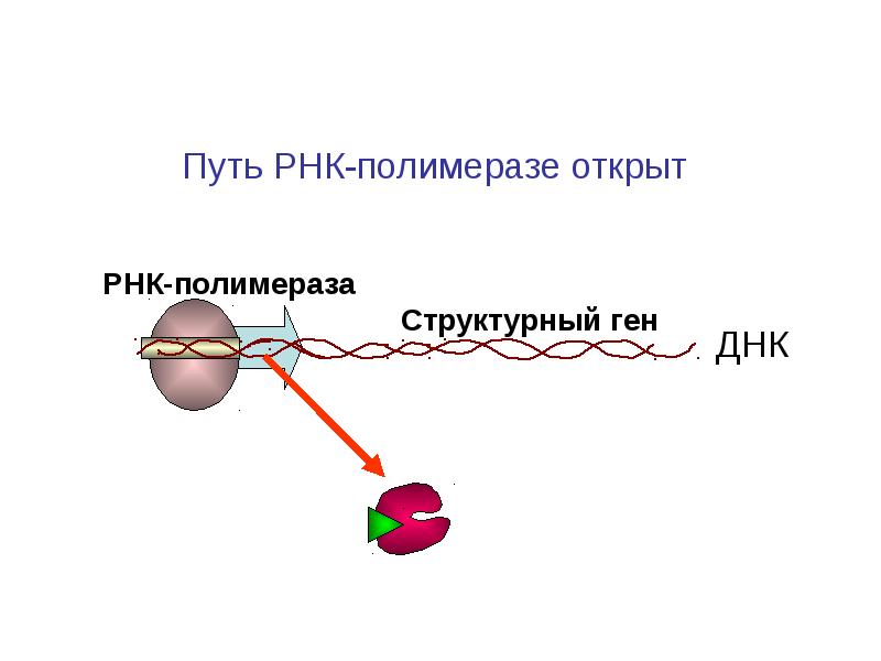 Рнк зависимая. РНК полимераза 3. Фермент РНК полимераза. РНК полимераза функции. РНК полимераза эукариот.