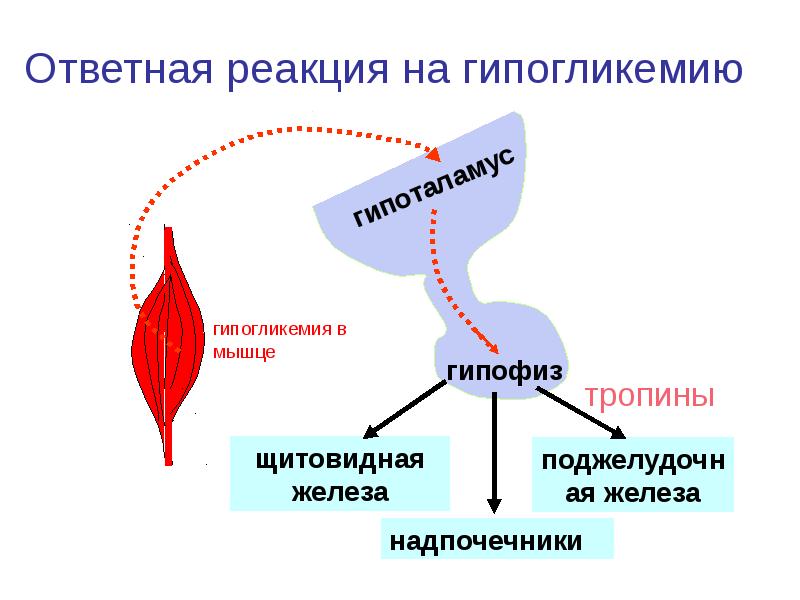 Регуляция обмена веществ презентация