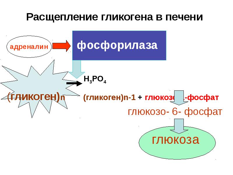 Регуляция обмена веществ презентация