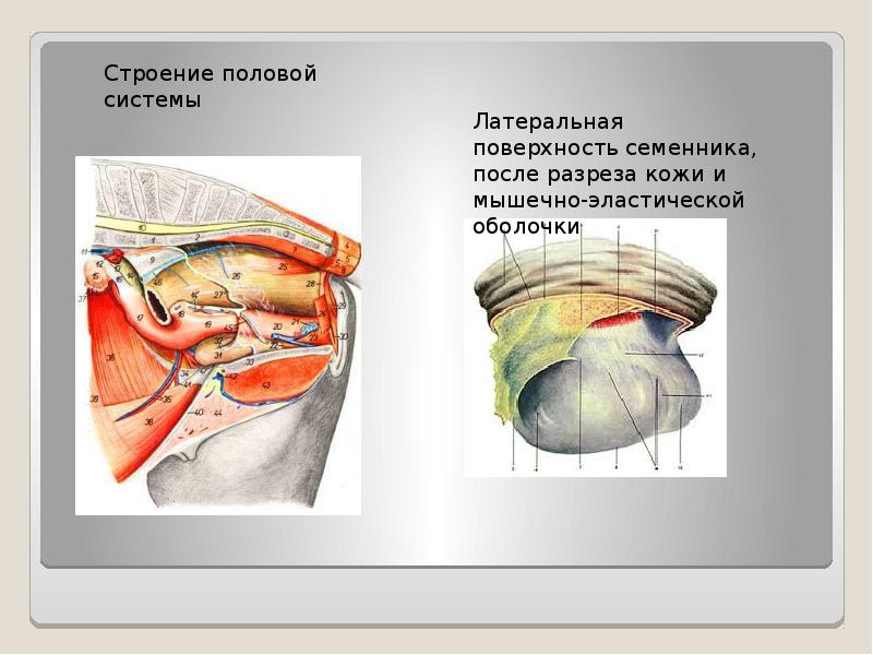 Способы кастрации жеребцов. Методы кастрации Жеребцов. Методы обезболивания при кастрации Жеребцов. Кастрация открытым способом. Открытый способ кастрации.