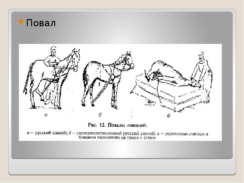 Презентация кастрация сельскохозяйственных животных