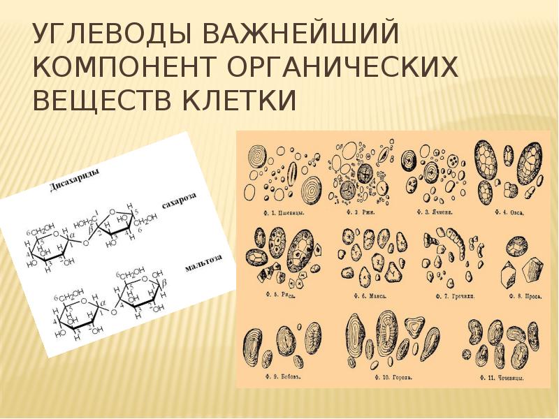 Химический состав клетки 5 класс биология. Состав клетки биология 10 класс. Органические вещества клетки 10 класс биология. Важнейший элемент всех органических соединений клетки. Конспект урока органические вещества клетки 10 класс.