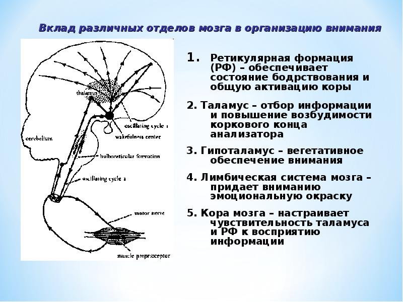 Естественный психофизиологический процесс периодичной смены интенсивности внимания. Физиологические основы внимания схема. Психофизиологические основы внимания. Нейрофизиологические основы внимания.