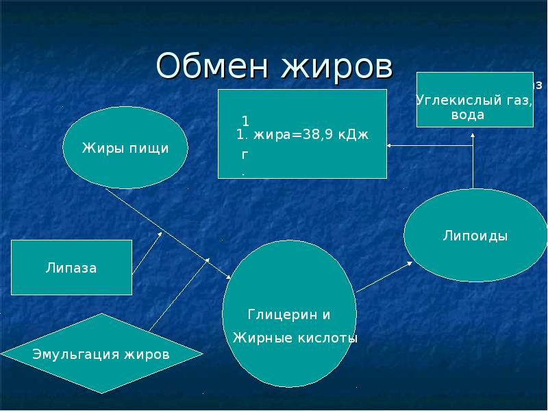 Презентация на тему обмен жиров