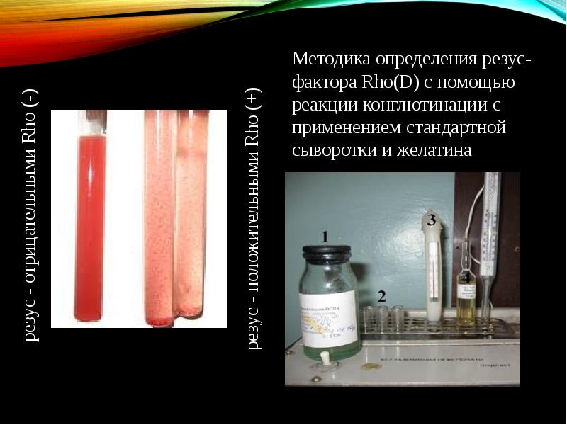 Иммунология беременности презентация