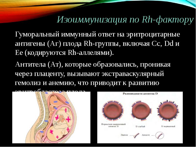 Иммунология беременности презентация