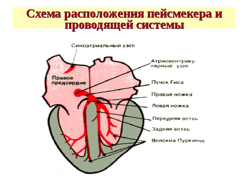 Физиология сердца схема