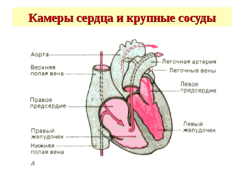 Камеры сердца рисунок