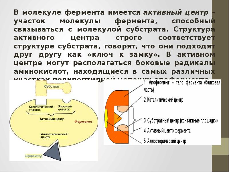 Характеристика активного центра