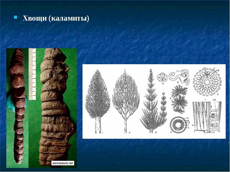 На рисунке изображены отпечаток и реконструкция древнего растения обитавшего около 350 млн лет назад