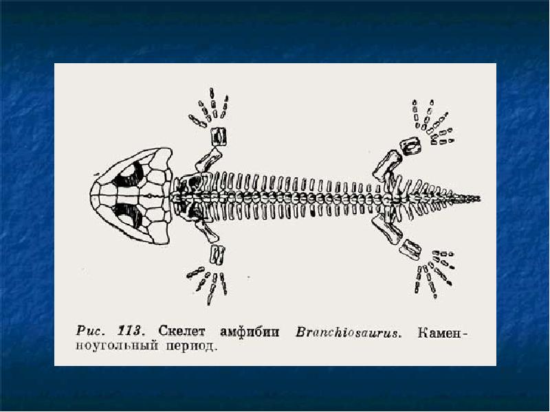 Скелет земноводных схема